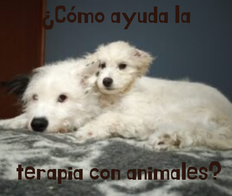 ¿Cómo ayuda la terapia con animales?