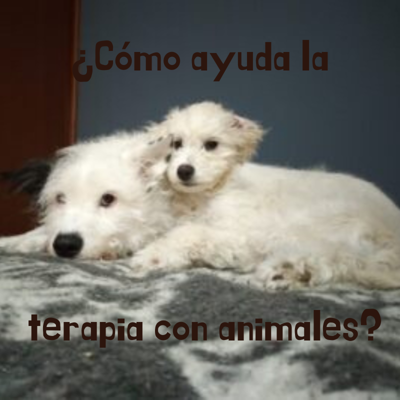 ¿Cómo ayuda la terapia con animales?